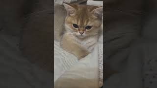 cute kitten  sleepy [upl. by Florina]