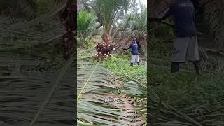 Kebablasan Pruning kelapa sawit sampai bongsai [upl. by Gilbertina418]