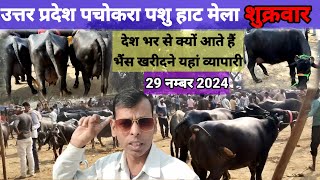 पचोखरा पशु मंडी  29 नवम्बर 2024  Pachokhara Pashu mandi  उत्तर प्रदेश पचोकरा पशु मंडी  buffalo [upl. by Roehm]