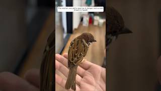 This woman rescued a sparrow in danger and raised it with love animalshorts shortvideo [upl. by Ilat82]