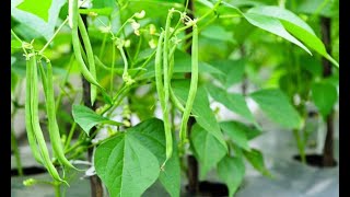 Plantar judías verdes en la huerta  Hogarmanía [upl. by Trainer]