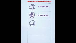 How to draw White blood corpuscles WBC easily X science practicals [upl. by Pietrek]