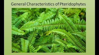 General Characteristics of Pteridophytes  For BSc and MSc  ALL ABOUT BIOLOGY  BY JYOTI VERMA [upl. by Viccora]