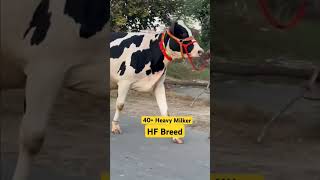 💎Heavy Milker Cow 30Milk Capacityshorts viraltrending [upl. by Shoshanna]