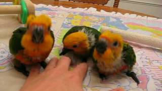 7 week old baby Jenday Conures [upl. by Etnovert]