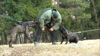 ABA  American Bandog Association Americký bandog asociace [upl. by Eleynad]