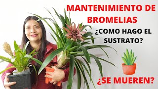 TODO SOBRE BROMELIAS MANTENIMIENTO CORRECTO Y TIPS [upl. by Alra]