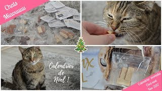 ➳ CALENDRIER DE L AVENT CHAT ZOOMALIA  ♥ CHATS ♥ [upl. by Frankel]