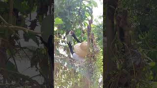 Harvesting wax gourd Benincasa hispida shorts vegetables garden countryside [upl. by Farica584]