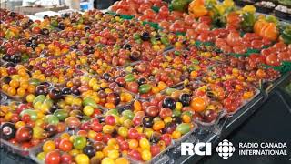 The Jean Talon Market Montreal [upl. by Notsej]