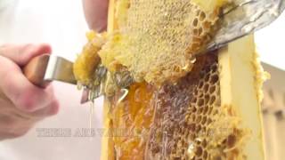 How To Extract Honey From A Bee Hive Beginners Guide [upl. by Liatnahs]