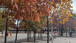 Autumn In Canada 🍁  Toronto Fall Foliage Walk [upl. by Cobb]