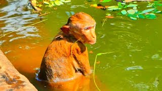 What a pity the little monkey tried to swim in the big pond Primate Monkey [upl. by Adiuqram]