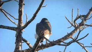 adult Coopers Hawk calling in the backyard [upl. by Seafowl313]