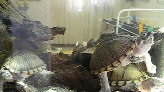 Sternotherus carinatus RazorBack Musk TurtlesTartarughe del Muschio MuskTurtles Aquarium Turtle [upl. by Pax]