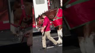 Budweiser Clydesdale being unloaded from trailer [upl. by Ilac655]