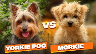 Yorkie Poo vs Morkie Which One Is The Better Dog Breed For You [upl. by Tobey542]