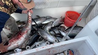 quot16 Yellowfin Tuna in 3 Hours RAW Footage Adrenaline Pumping Fishing Adventurequot [upl. by Marabel]