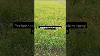 Perbedaan sebelum dan sesudah spray herbisida kontak pada tanaman ubi sawah farming [upl. by Eibmab]