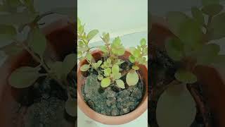 Crassula plant care tips Lucky plant  Kuber plant  plants shorts [upl. by Nelram]