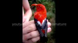 Hawaiian rainforest NATIVE bird song 22 minutes of relaxation [upl. by Malkah]