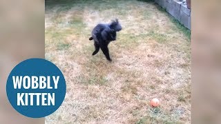 This clumsy kitty with Wobbly Cat Syndrome will melt your heart [upl. by Jari729]