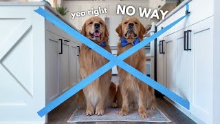 My Dogs React to the Painters Tape Challenge [upl. by Merri]