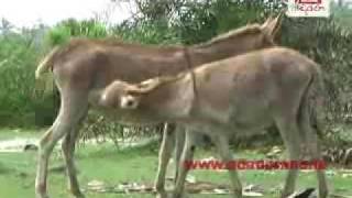 Lankan donkeys [upl. by Aniar]