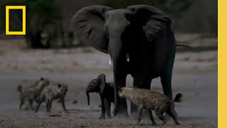 Hyena Clan Attacks Baby Elephant  Savanna Queens  National Geographic [upl. by Gurney]