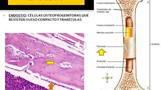 Tejido Óseo  Histologia UCA Parte 1 [upl. by Alleon174]