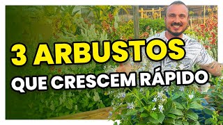 3 ARBUSTOS que crescem rápido e florescem quase o ANO TODO [upl. by Yesteb]