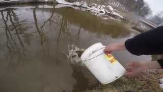 Cocolamus Creek PA Trout Stocking 2015 [upl. by Anyr]