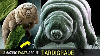 Tardigrade facts for kids Amazing facts about Tardigrade lifespan [upl. by Atnwahsal]