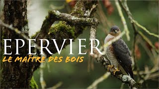 Epervier le maitre des bois [upl. by Paul]