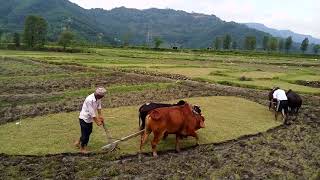 खेत जोतने का पुराना तरीका ये ह देख लो सब Farmers singing a song with ploughing field in nepal [upl. by Ahar]