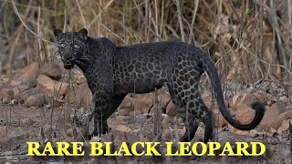 Rare Black Leopard Is Spotted After Coming Out For Water Of Extreme Heat In India [upl. by Leumel823]