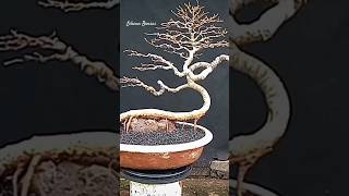 Ficus Benjamina Meliuk [upl. by Jezabella]