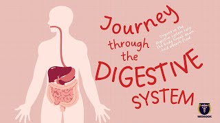 How Digestive System Works [upl. by Assereht]