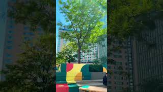 Beautiful tree downtown city Montreal ville marie villa maria [upl. by Anekahs]