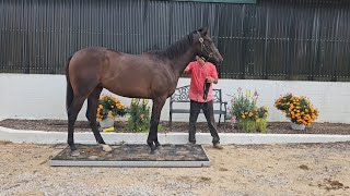 August weigh day of layups yearlings and training horses at Merryland [upl. by Yur]