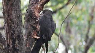 Yellow tailed black cockatoo [upl. by Flint653]