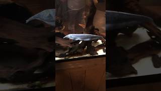 Elephant Nose Knife fish knifefish elephant nose shorts aquarium zoo nature asmr fish cool [upl. by Anastasius]