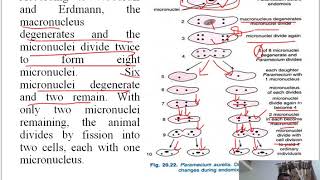 Autogamy Endomixis and Cytogamy in Paramecium [upl. by Areip]