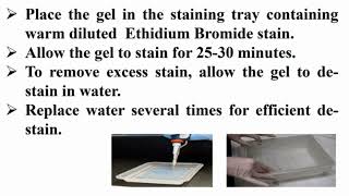 Staining Agarose Gel with Ethidium Bromide After Finishing Electrophoresis Running [upl. by Ylrebme]