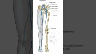 Venous drainage of lower limb shorts [upl. by Bajaj]