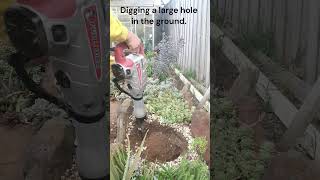 Transplanting Mango Tree from Pot to Ground StepbyStep Guide Melbourne [upl. by Lemuelah]