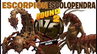 ESCORPIÓN VS ESCOLOPENDRA  ROUND 2  LOS ÁCAROS SE MUDAN  ¡¡NUEVO [upl. by Dehsar]