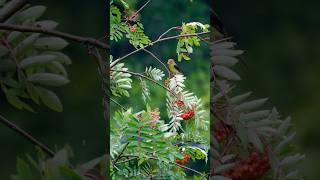 Why Scarlet Tanagers are the Coolest Birds [upl. by Flin]