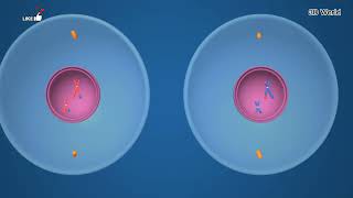 Process Of Male and Female Eggs Fertilization and formation of zygote humanreproduction [upl. by Aihsoek]