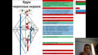 Ядра черепных нервов лекция Ромбовидная ямка [upl. by Hayley]